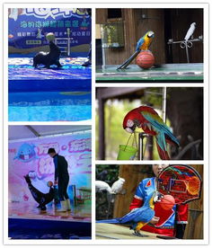 萬源市本地海洋生物表演與經(jīng)紀業(yè)務概覽