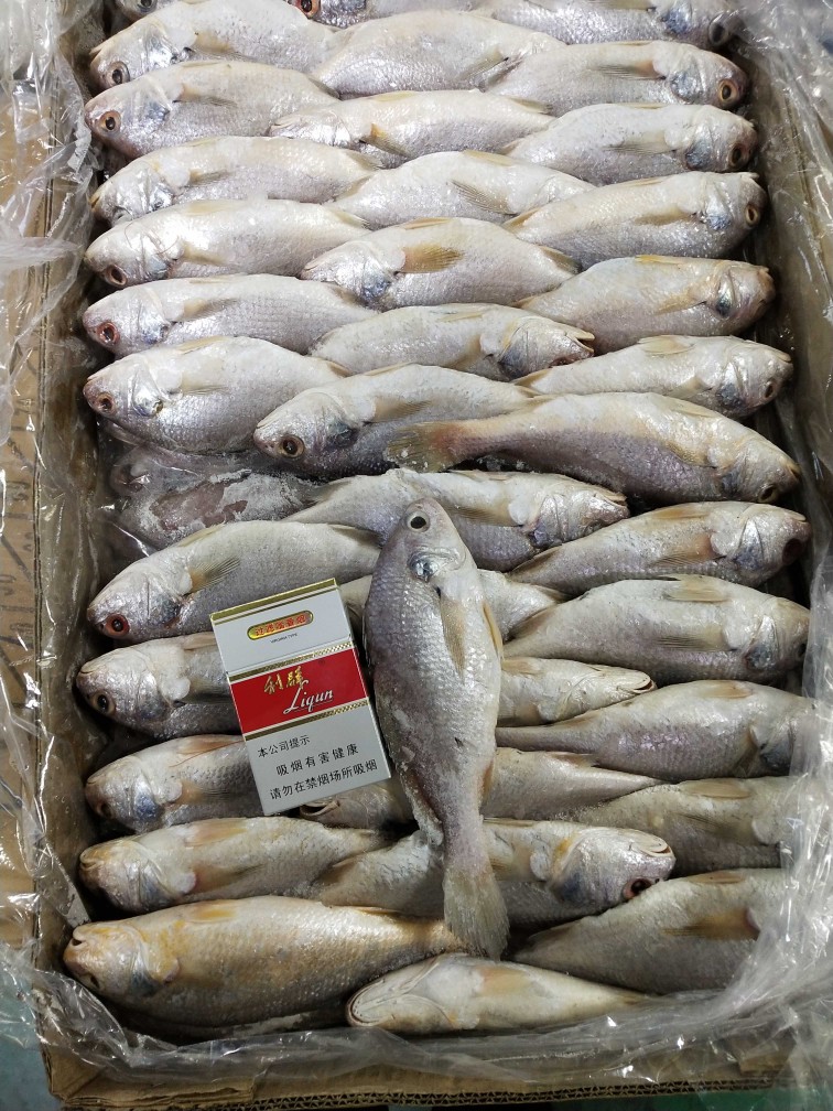 精細挑選·海鮮美味 優質新鮮冷凍黃姑魚，另售青條魚、秋刀魚，實惠批發放心吃